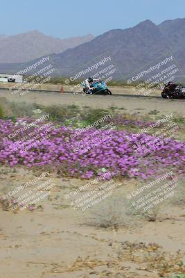 media/Feb-04-2023-SoCal Trackdays (Sat) [[8a776bf2c3]]/Turn 15 Inside Blooming (1050am)/